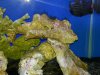 Coraline Algae[1].jpg