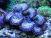blue tear drop clam.jpg