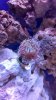 Duncan coral.jpg
