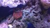 Red and Green War coral.jpg