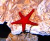 04 06 14 06 RED SEA STAR.JPG