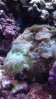coral mushroom.jpg