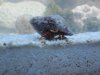 one of our reg hermit crabs.jpg