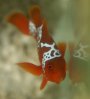PNG Lightning Maroon Clownfish small.jpg