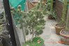 014 best bonsia survived the winter resized.jpg