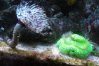 016 Feather duster and green brain coral.jpg