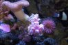 008 pink coral resized.jpg