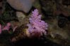 019 pink coral resized 2.jpg