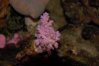 007 pink coral resized.jpg