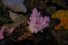 008 pink coral resized.jpg