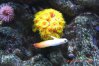 sun coral and fire fish resized.jpg