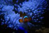 029 Nemo sneaking out at night resized.jpg