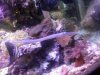 trumpetfish.jpg