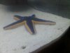 starfish (2).jpg