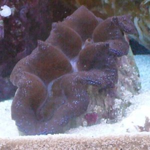 crocea clam (2).JPG