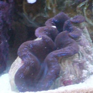 crocea clam (3).JPG