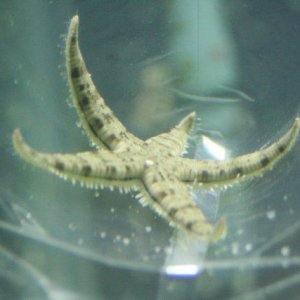 sand sifting starfish s.jpg
