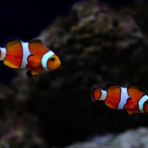 Ocellaris Clown Fish 11:18:097.jpg