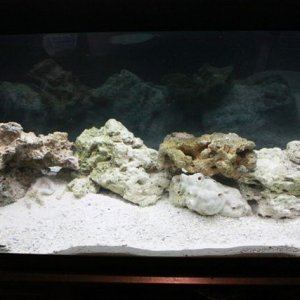 fish tank 16.jpg