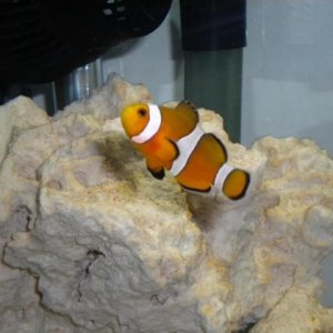 Nemo 2.jpg