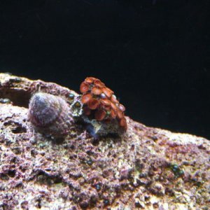 147 - Red Zoas Placed.jpg