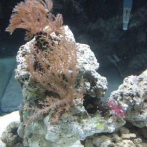 Corals 2wks.jpg