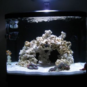 tank with fish.jpg