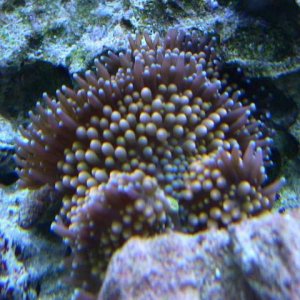 Coral-7.jpg