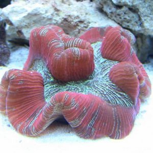 Coral-9.jpg