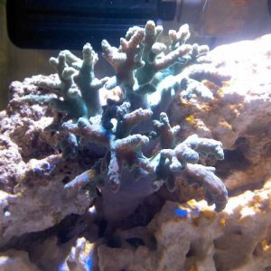Green leather tree coral.jpg