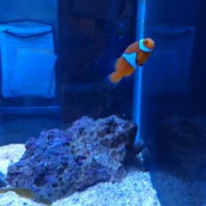 clown fish.jpg