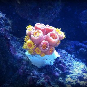 sun-polyp-coral.jpg