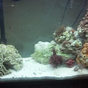saltwater aquarium 1.jpg