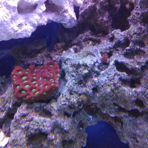 Red and Green War coral.jpg