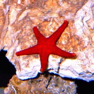 04 06 14 06 RED SEA STAR.JPG