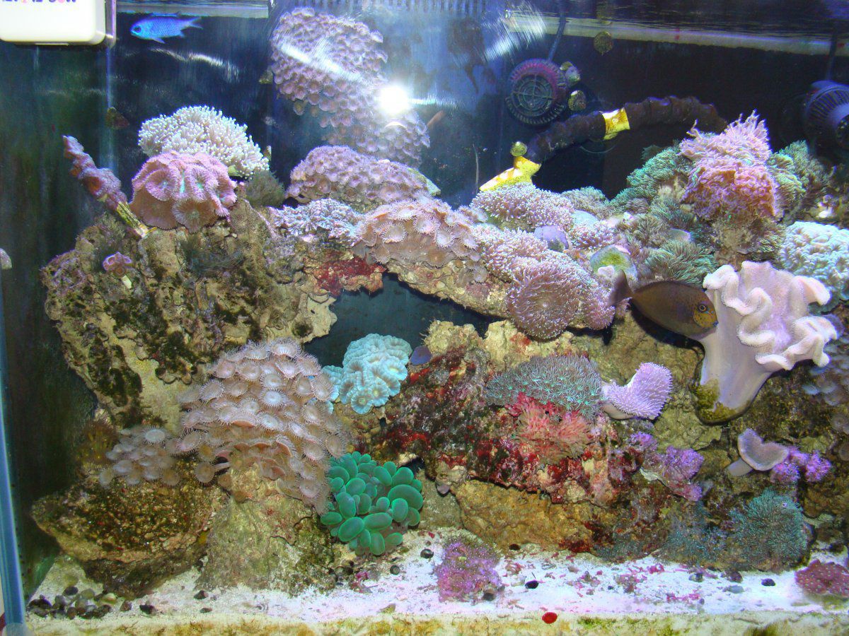 11-21-2013 corals forsale (59).JPG