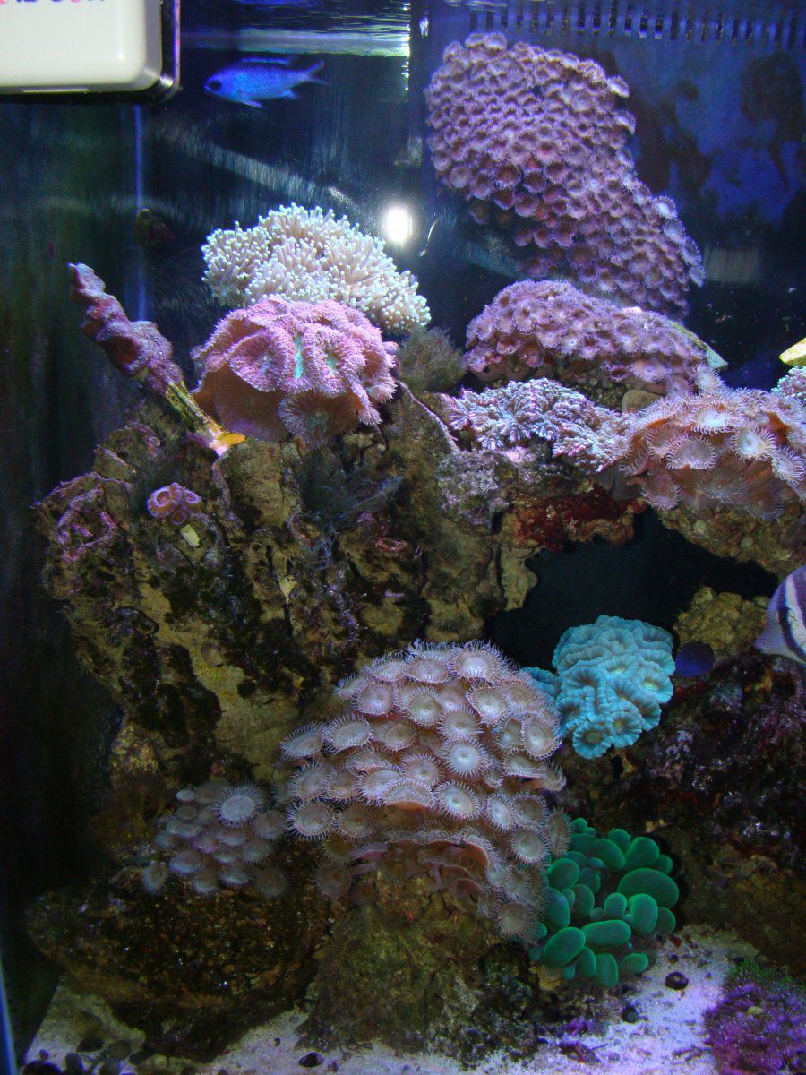 11-21-2013 corals forsale (62).JPG