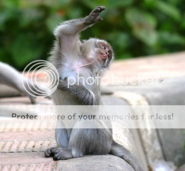 499580-Dancing-Monkey-0.jpg