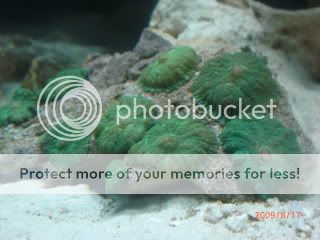 Corals008.jpg