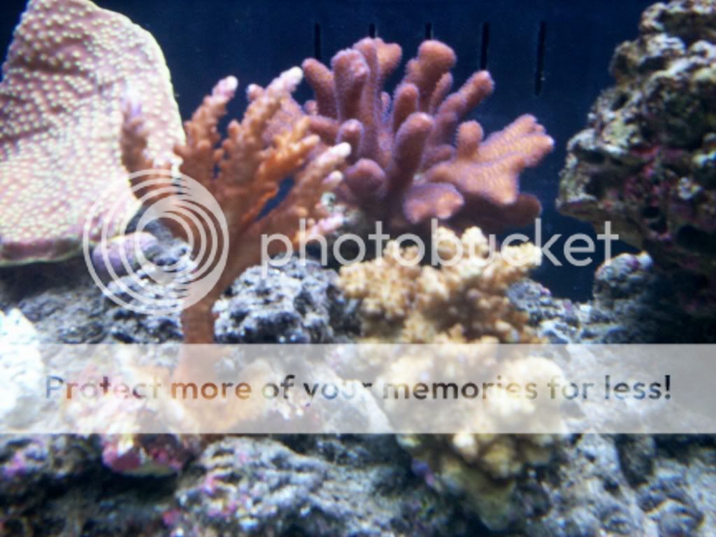 corals.jpg