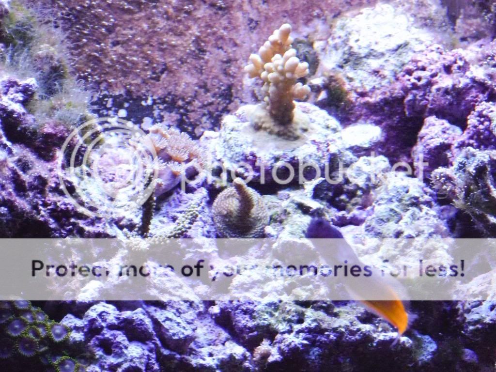 coralsblenny.jpg