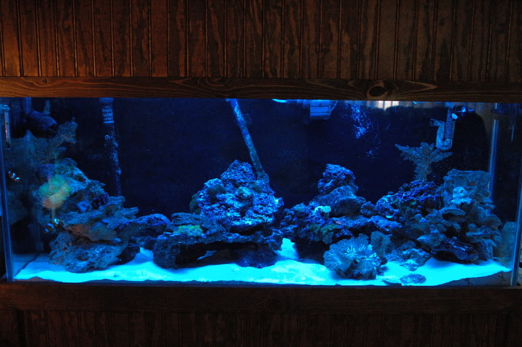 aquarium018.jpg