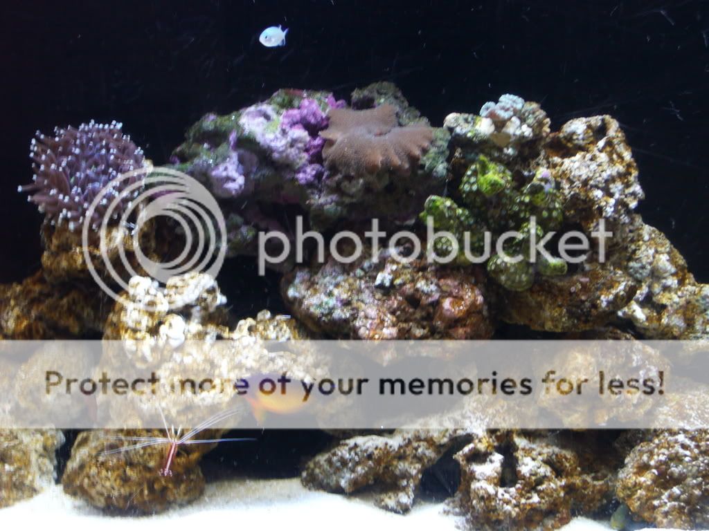 Corals001.jpg