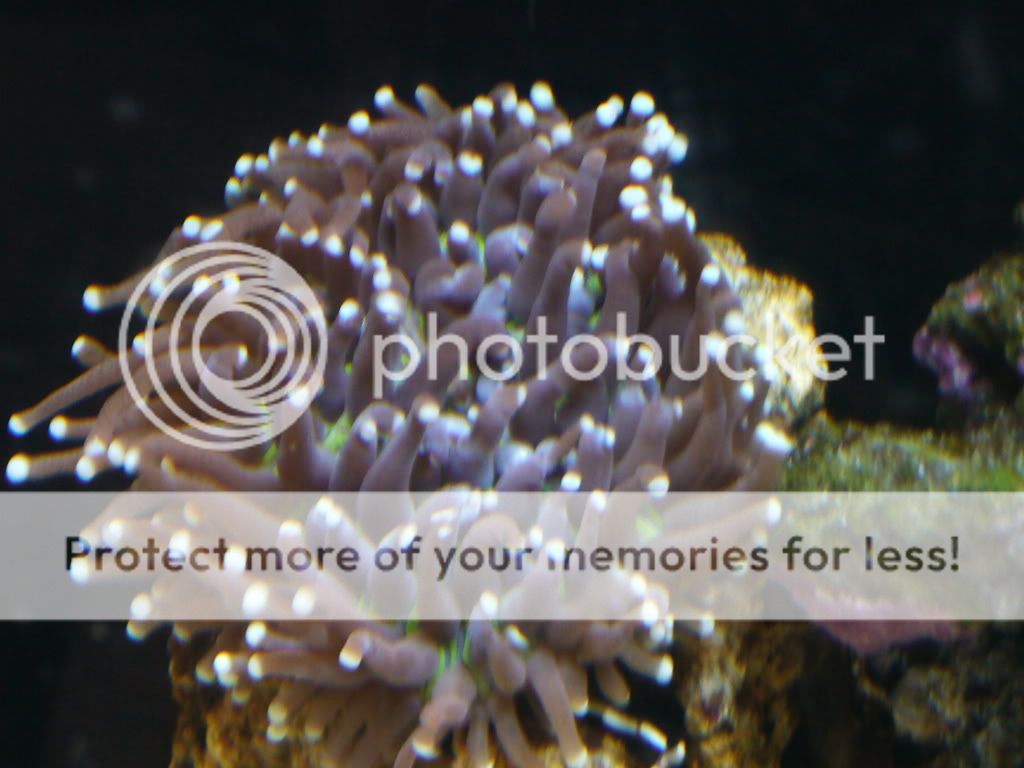 Corals003.jpg