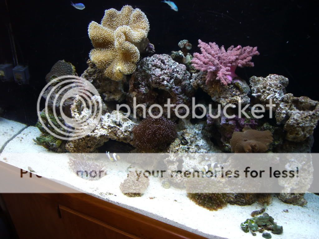 Corals015-1.jpg
