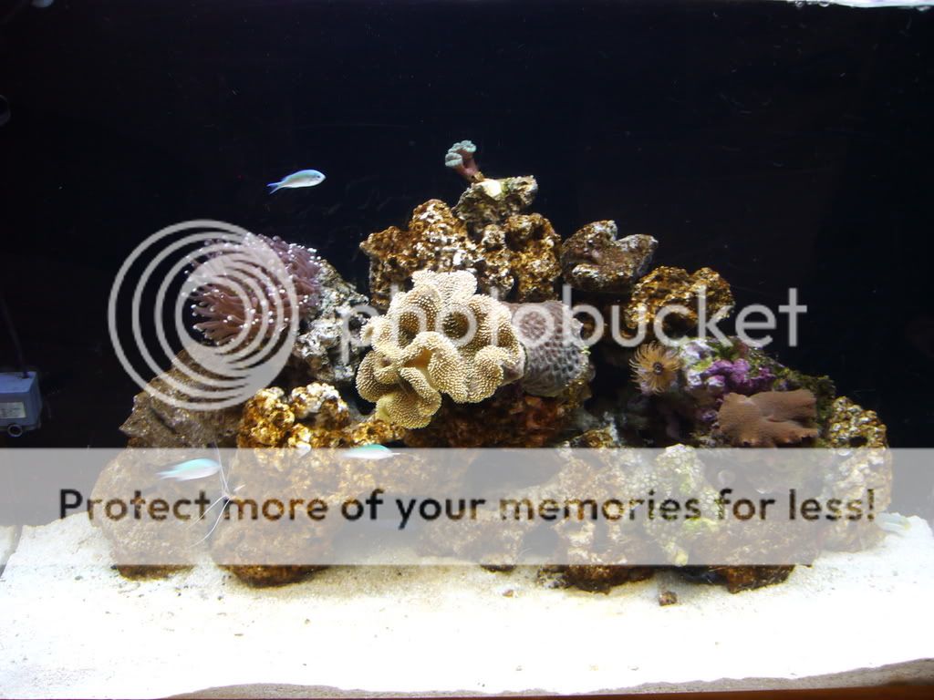 corals015.jpg