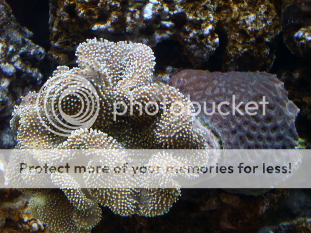 corals018.jpg
