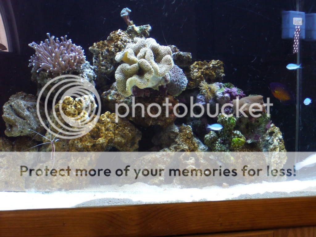 corals034.jpg