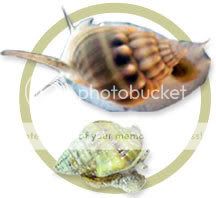 p_nassarius_snails_combo.jpg