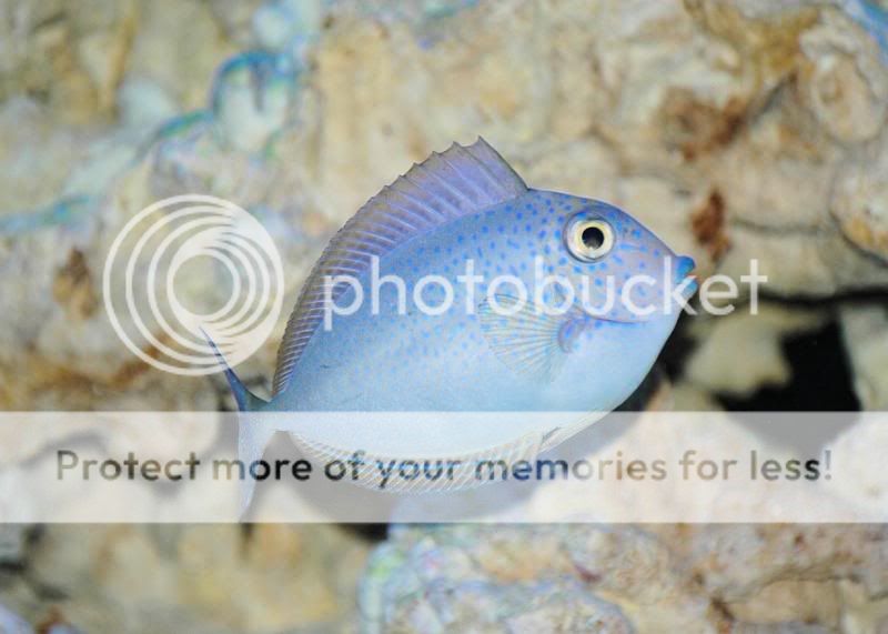 fishyfotos001-2.jpg